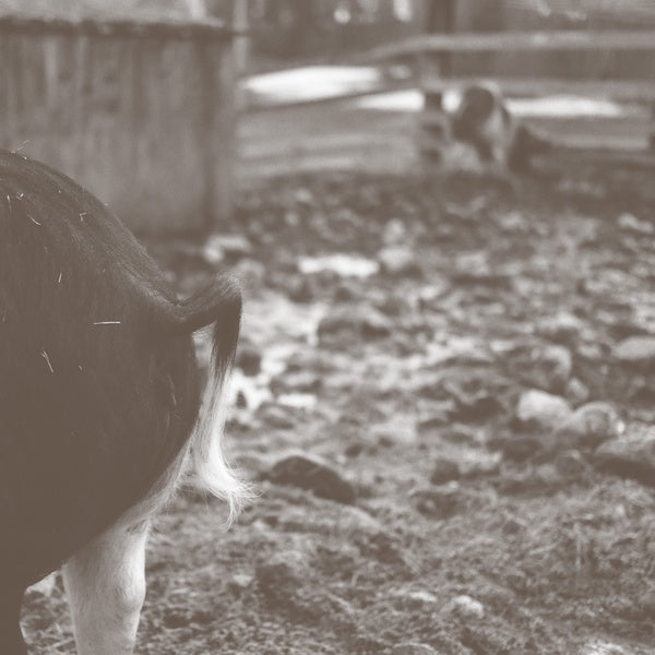 Tomorrow Is Too Late |