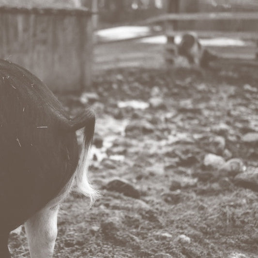 Tomorrow Is Too Late |