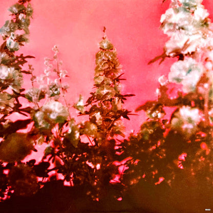 Did You Know That There's A Tunnel Under Ocean Blvd | Mint (M) Mint (M)