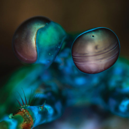 (PRE-ORDER 10/24/25) Amasia: Anamibia Sessions 2 (VINYL) | Mint (M) Mint (M)