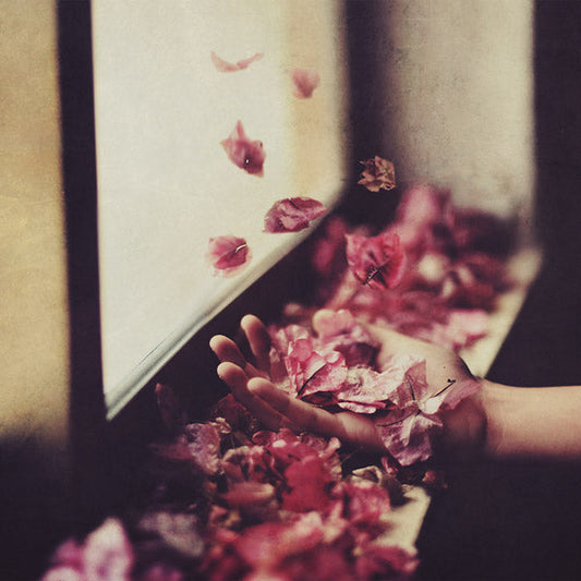 Vintul Prin Salcii |