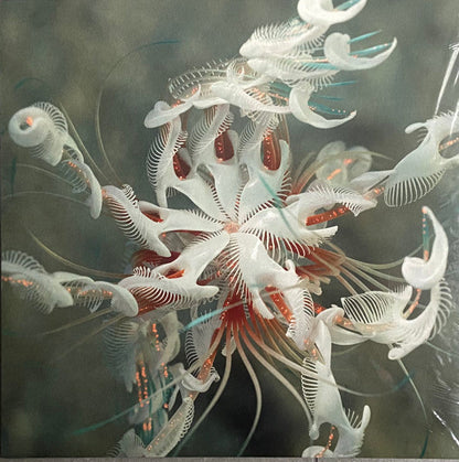 Dun Dun (VINYL) | Mint (M) Mint (M)