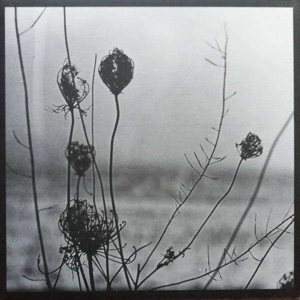 Placid | Mint (M) Near Mint (NM)