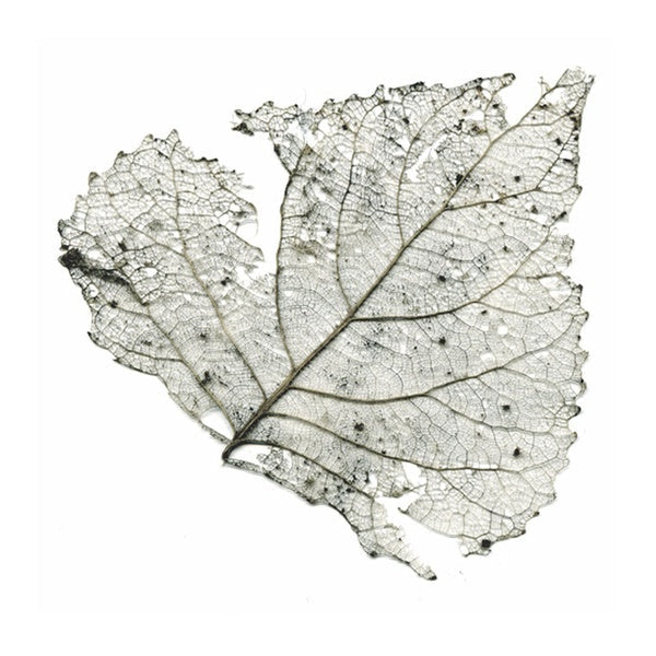 Hungry Audio Tapes |