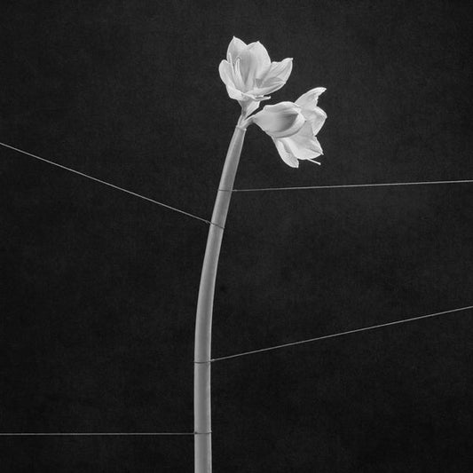 Dreamweaver (Cassette) | Mint (M) Mint (M)