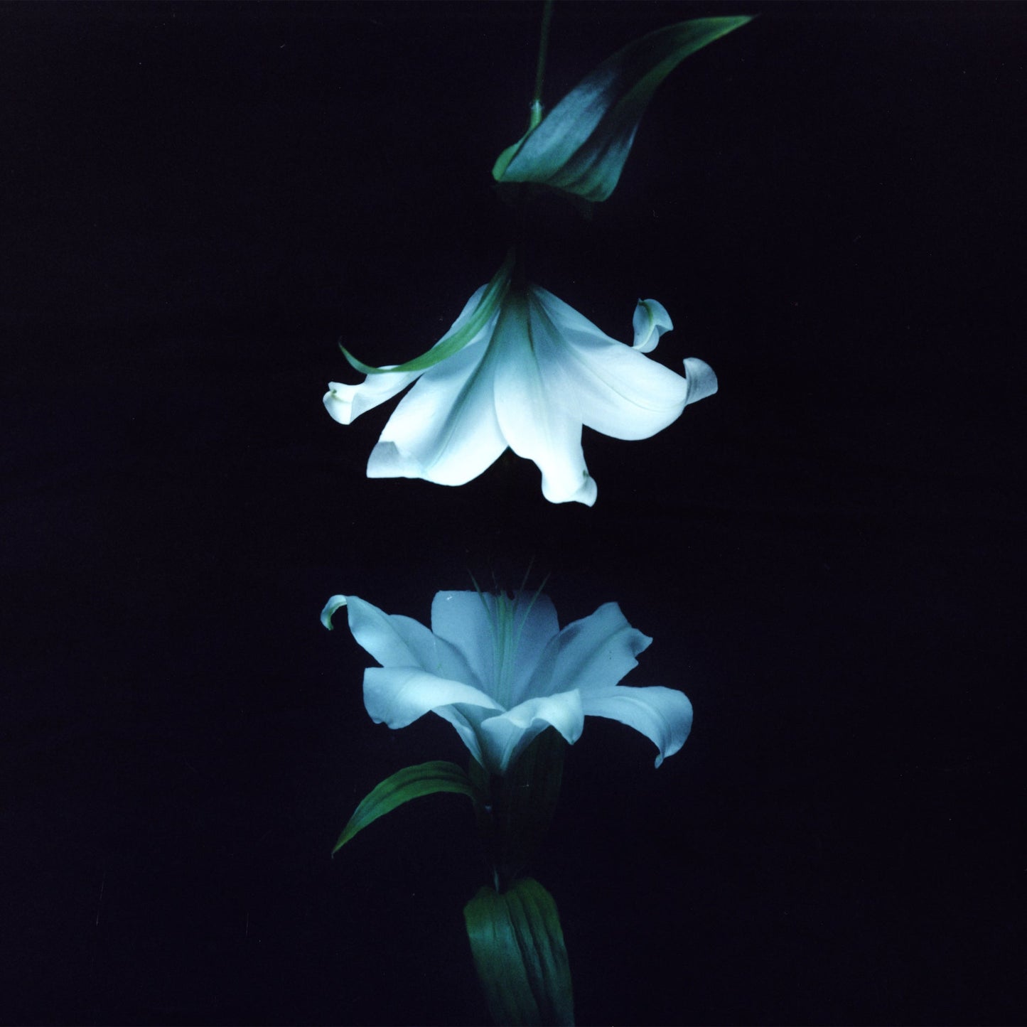 Wasia Project - Nocturne (Indies Exclusive) [Blue Vinyl] |