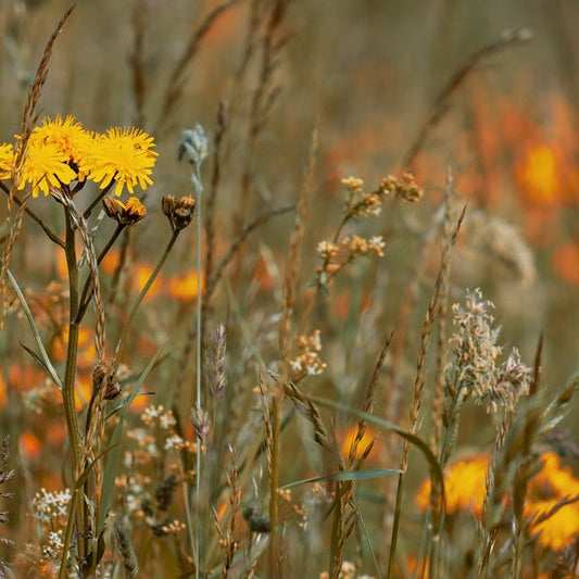 Reinhold Friedl: Scarlatti |